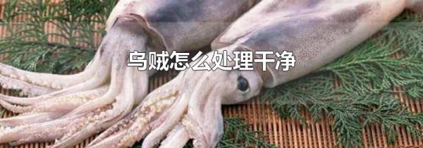 乌贼怎么处理干净