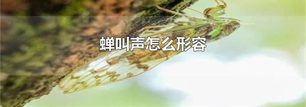 蝉叫声怎么形容