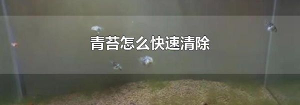 青苔怎么快速清除