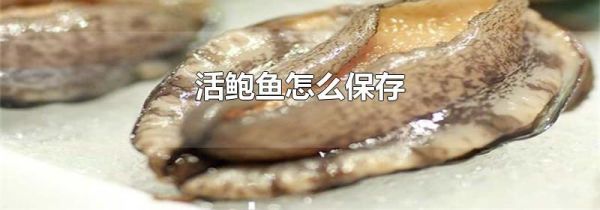 活鲍鱼怎么保存