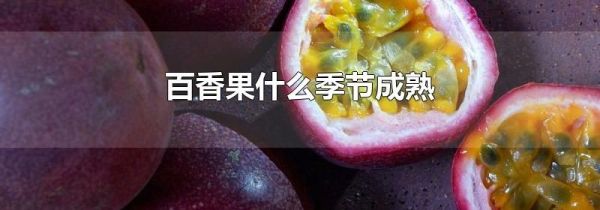 百香果什么季节成熟