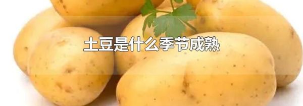 土豆是什么季节成熟