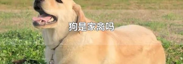 狗是家禽吗