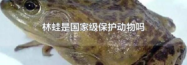 林蛙是国家级保护动物吗