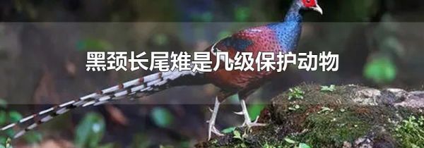 黑颈长尾雉是几级保护动物