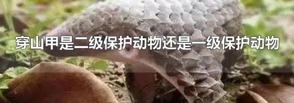 穿山甲是二级保护动物还是一级保护动物