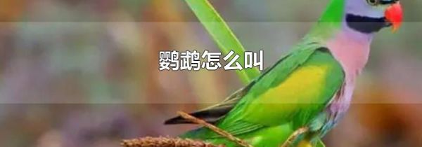 鹦鹉怎么叫