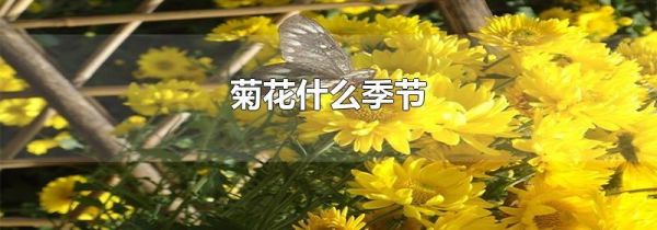 菊花什么季节