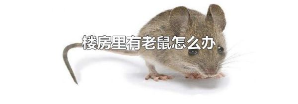 楼房里有老鼠怎么办