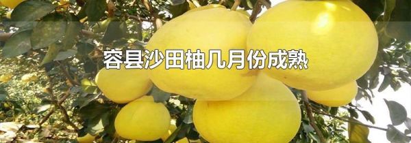 容县沙田柚几月份成熟