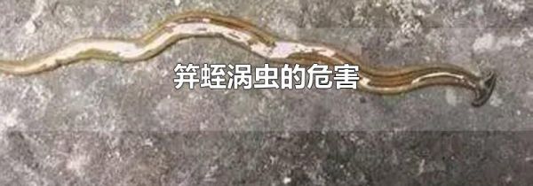 笄蛭涡虫的危害