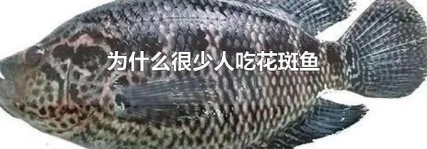 为什么很少人吃花斑鱼