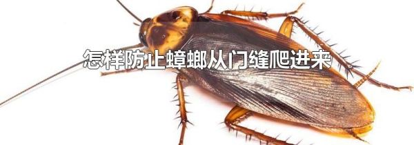 怎样防止蟑螂从门缝爬进来