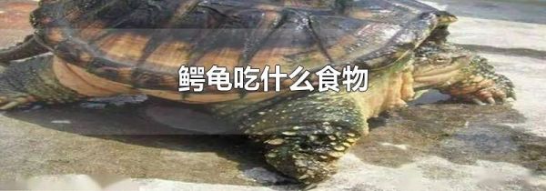 鳄龟吃什么食物