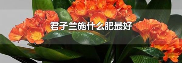 君子兰施什么肥最好