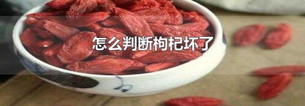 怎么判断枸杞坏了