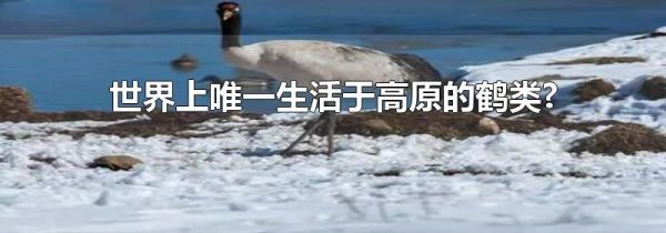 世界上唯一生活于高原的鹤类?