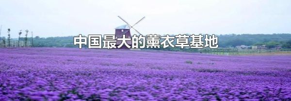 中国最大的薰衣草基地