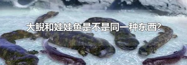 大鲵和娃娃鱼是不是同一种东西?
