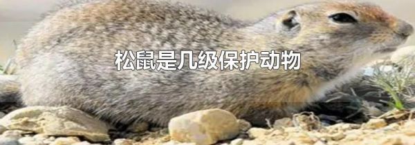 松鼠是几级保护动物