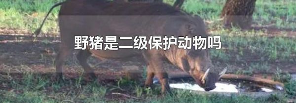 野猪是二级保护动物吗