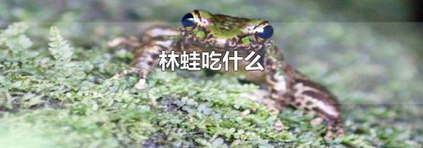 林蛙吃什么