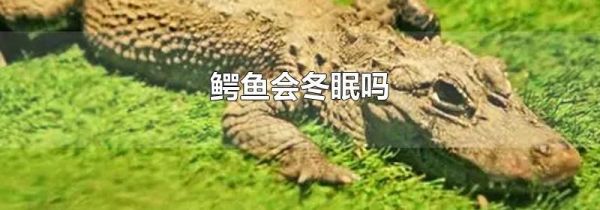 鳄鱼会冬眠吗