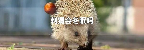 刺猬会冬眠吗
