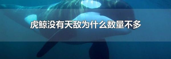 虎鲸没有天敌为什么数量不多