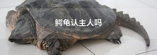 鳄龟认主人吗