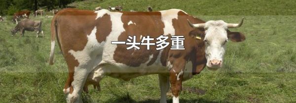 一头牛多重