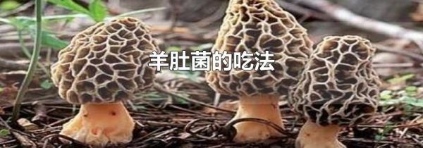 羊肚菌的吃法