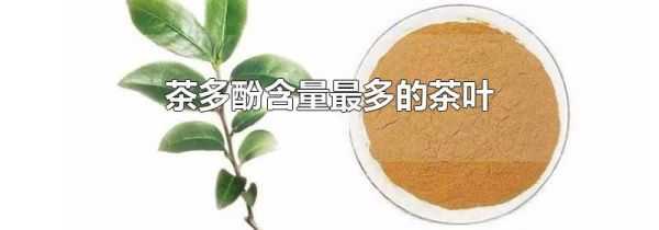 茶多酚含量最多的茶叶