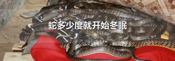 蛇多少度就开始冬眠