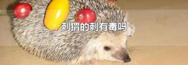 刺猬的刺有毒吗
