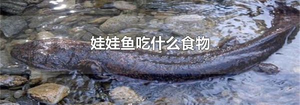 娃娃鱼吃什么食物