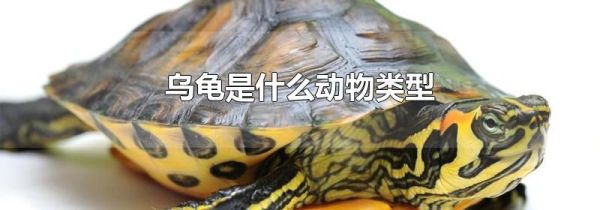 乌龟是什么动物类型