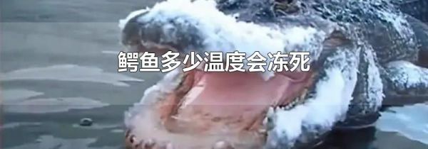 鳄鱼多少温度会冻死