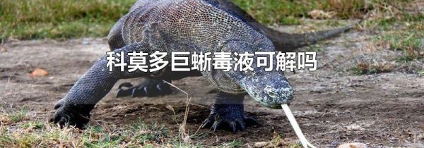 科莫多巨蜥毒液可解吗