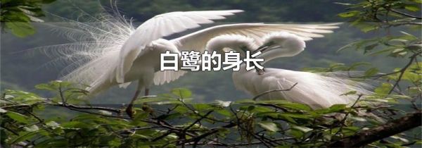 白鹭的身长