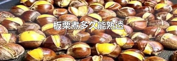 板栗煮多久能熟透