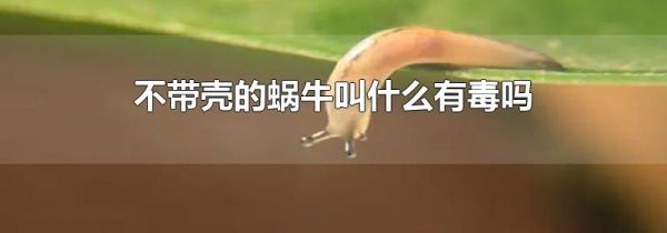 不带壳的蜗牛叫什么有毒吗
