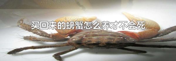 买回来的螃蟹怎么养才不会死