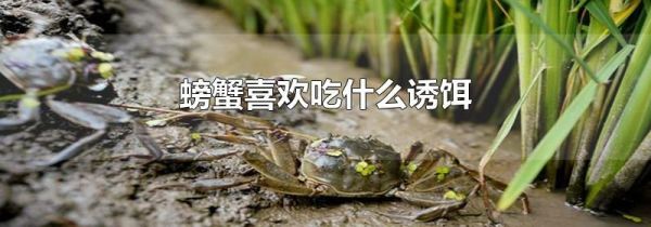 螃蟹喜欢吃什么诱饵