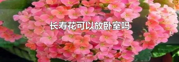 长寿花可以放卧室吗