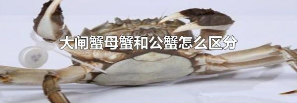 大闸蟹母蟹和公蟹怎么区分