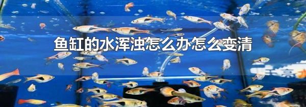 鱼缸的水浑浊怎么办怎么变清