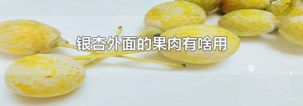 银杏外面的果肉有啥用