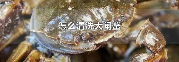 怎么清洗大闸蟹