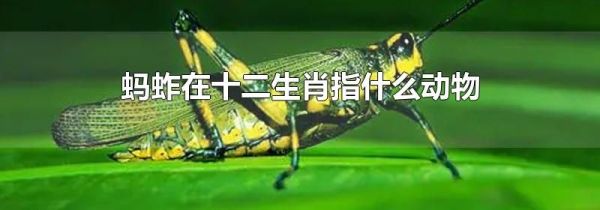 蚂蚱在十二生肖指什么动物
